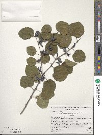 Cercidiphyllum japonicum image