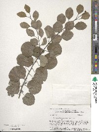 Cercidiphyllum japonicum image