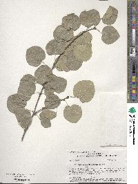 Cercidiphyllum japonicum image