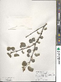 Cercidiphyllum japonicum image