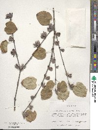 Cercidiphyllum japonicum image