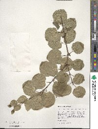 Cercidiphyllum japonicum image