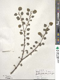 Cercidiphyllum japonicum image