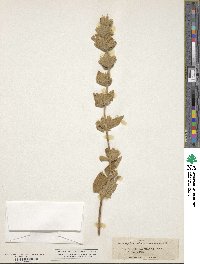 Phlomis crinita subsp. mauritanica image