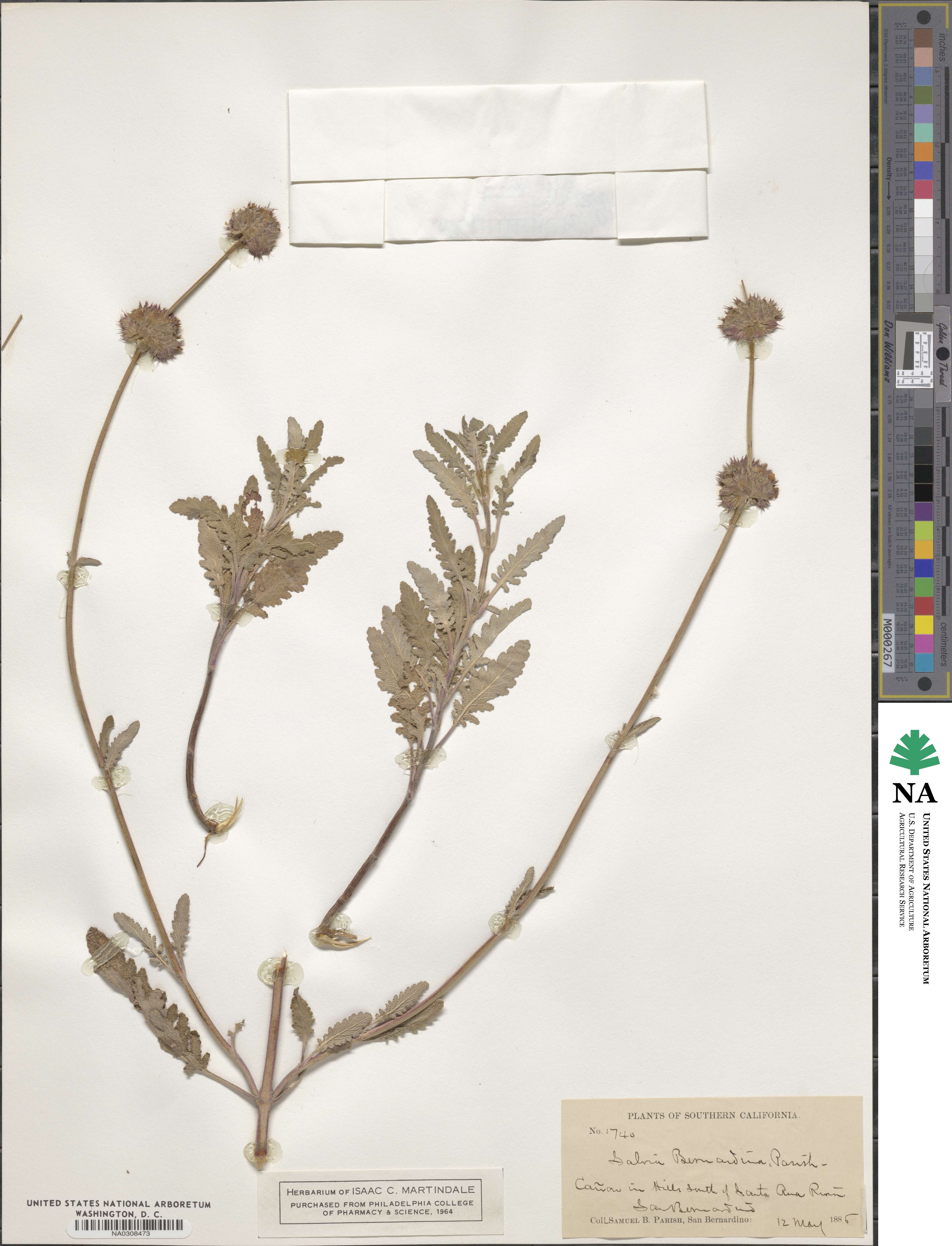 Salvia × bernardina image