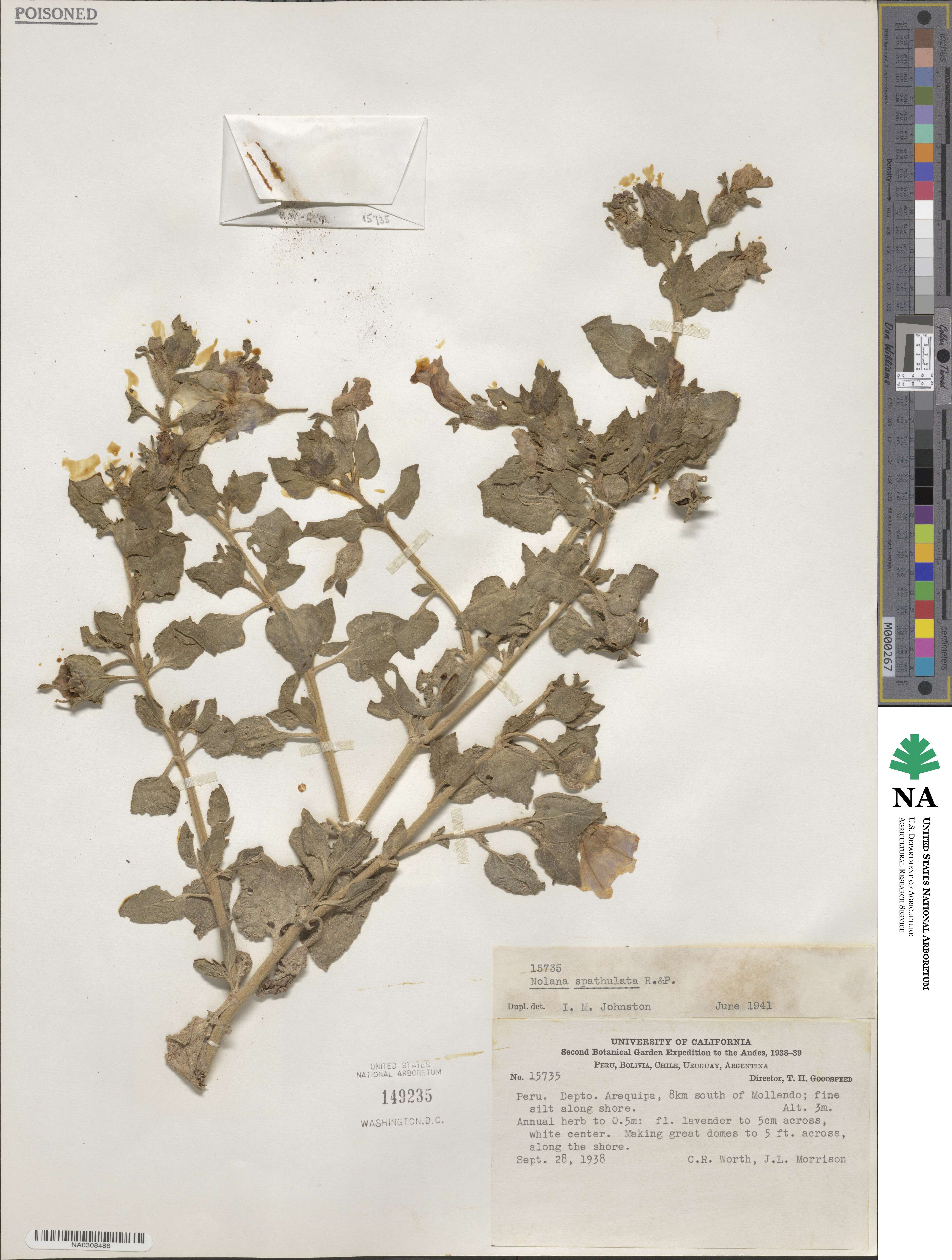 Nolana humifusa subsp. spathulata image