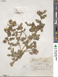 Nolana humifusa subsp. spathulata image