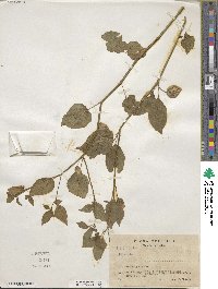 Image of Physalis gracilis