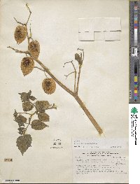 Physalis pubescens image