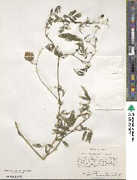 Solanum suaveolens image