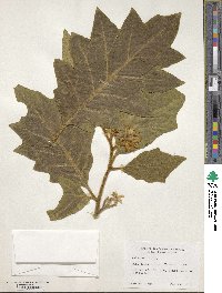 Solanum hirtum image