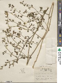 Salpichroa origanifolia image