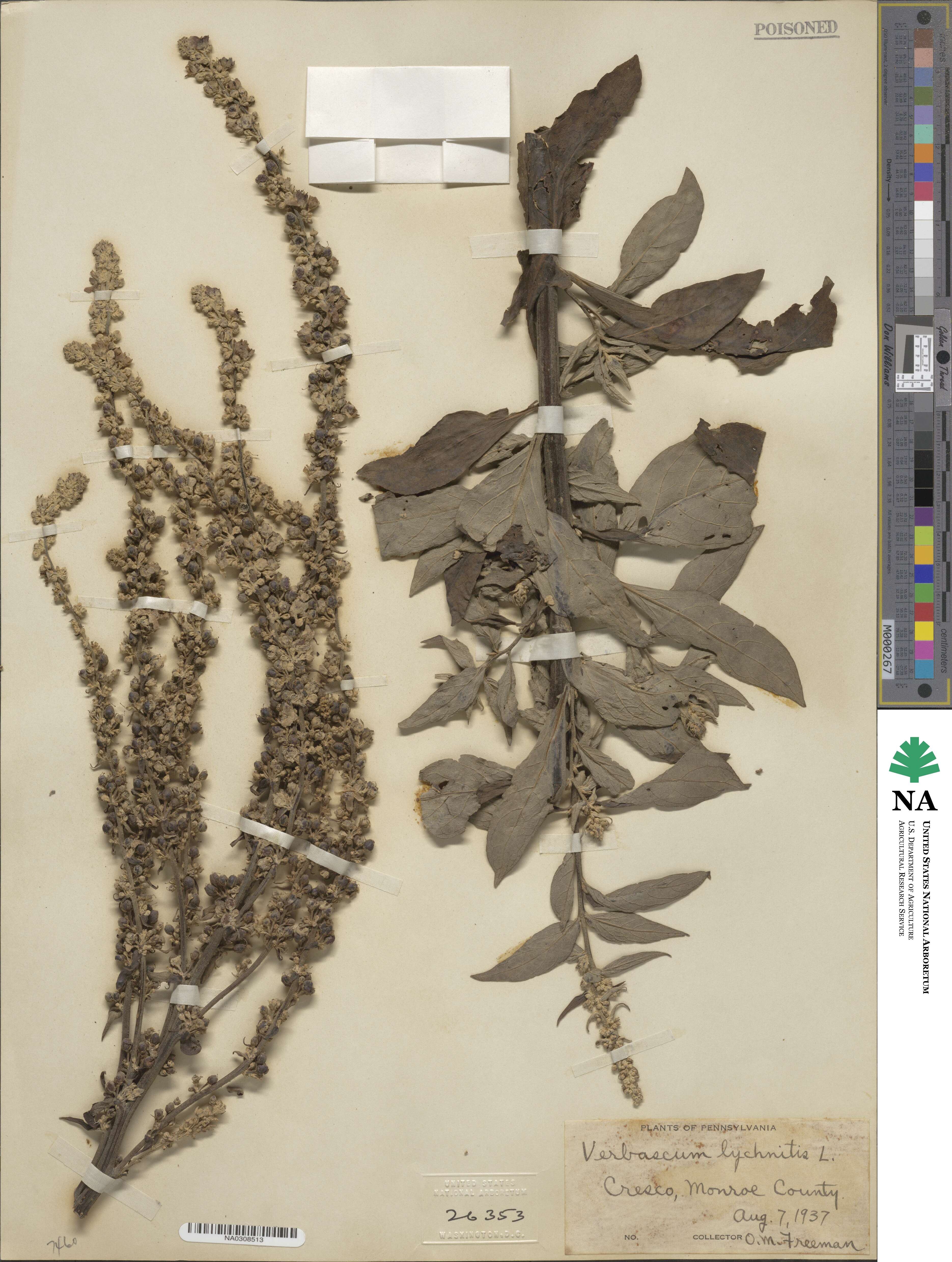 Verbascum lychnitis image
