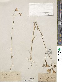 Campanula patula image