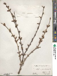 Cercidiphyllum japonicum image