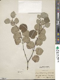 Cercidiphyllum japonicum image