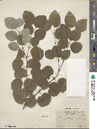 Cercidiphyllum japonicum image