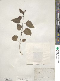 Cercidiphyllum japonicum image