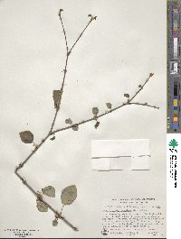 Cercidiphyllum japonicum image