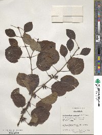 Cercidiphyllum japonicum image