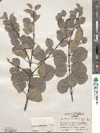 Cercidiphyllum japonicum image