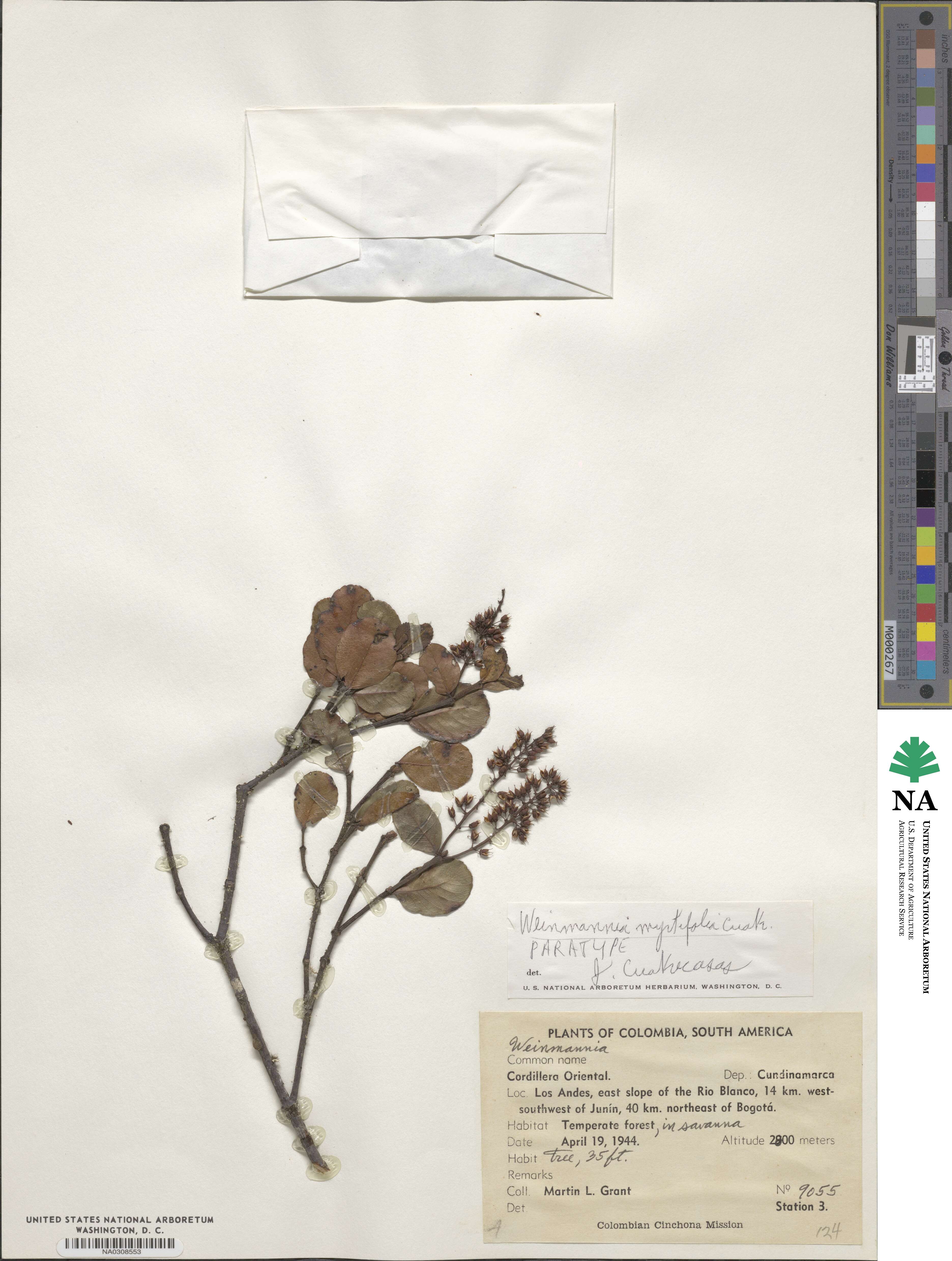 Weinmannia karsteniana image