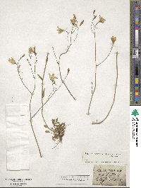 Campanula patula image