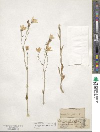 Campanula patula image