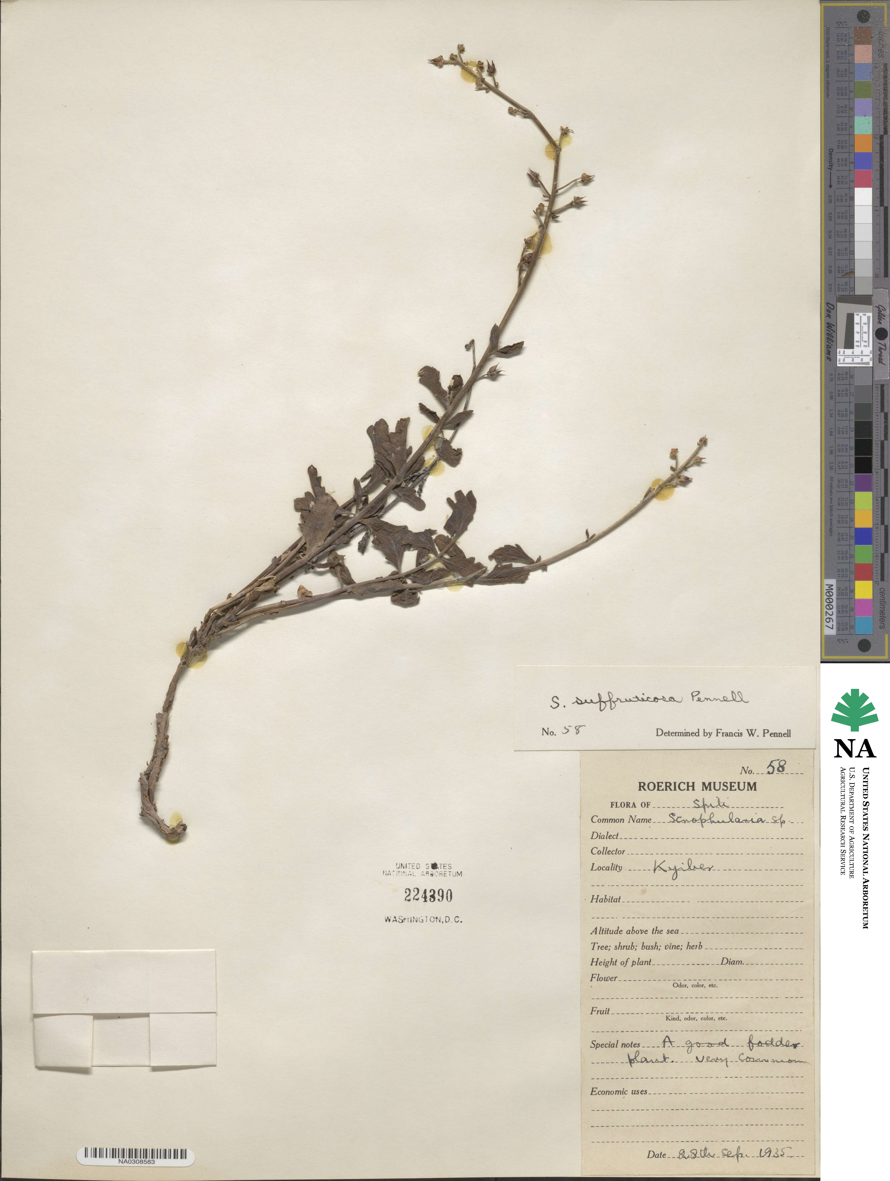 Scrophularia suffruticosa image