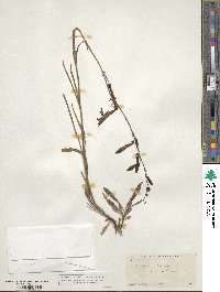 Penstemon labrosus image