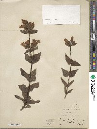 Penstemon serrulatus image