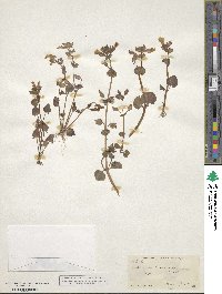 Erythranthe minor image
