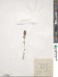 Parentucellia latifolia image