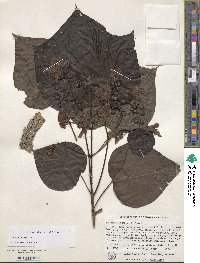 Catalpa ovata image