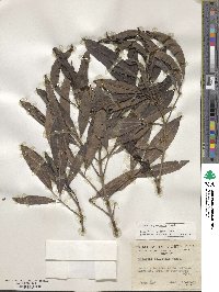 Image of Tabebuia palustris