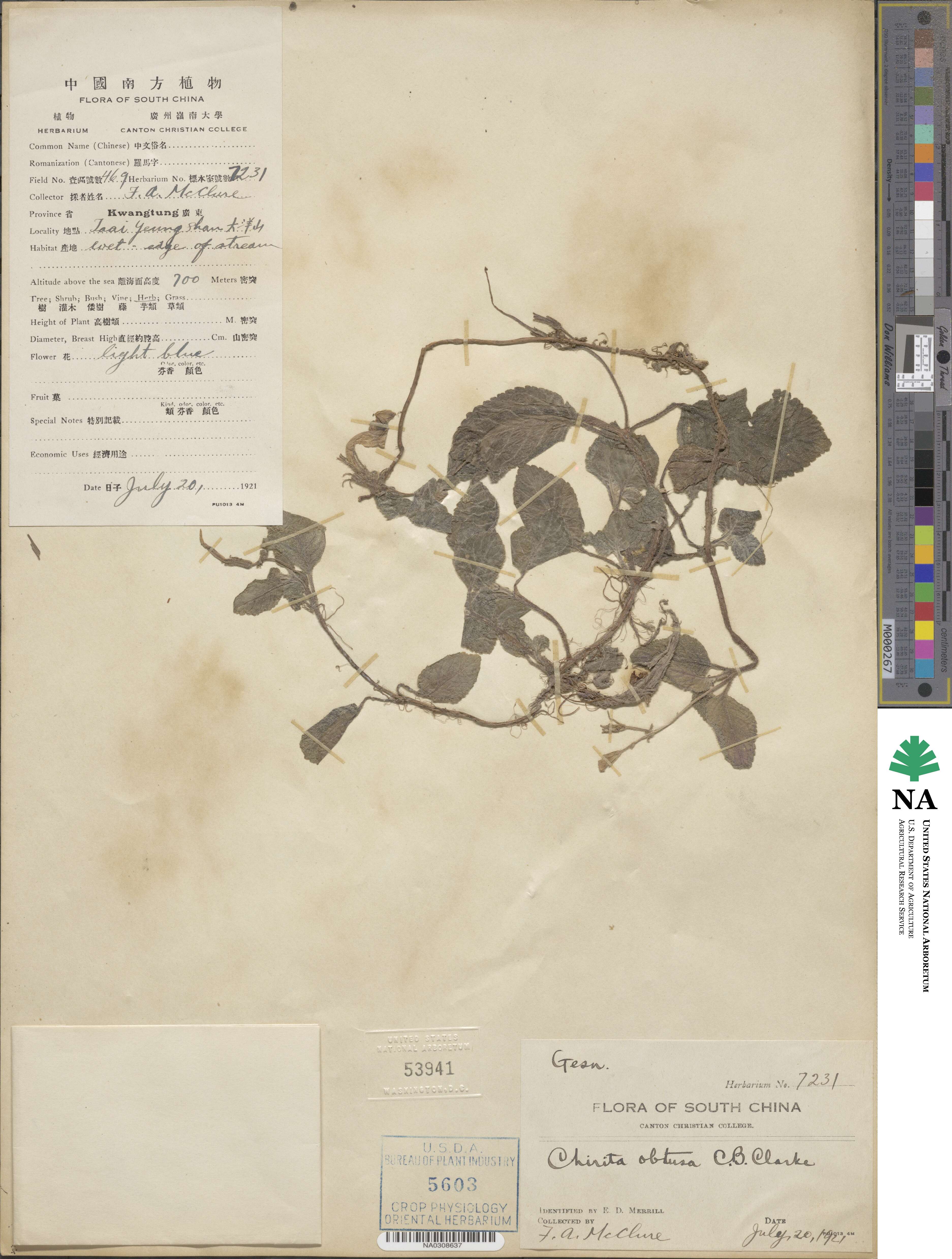 Didymostigma obtusum image