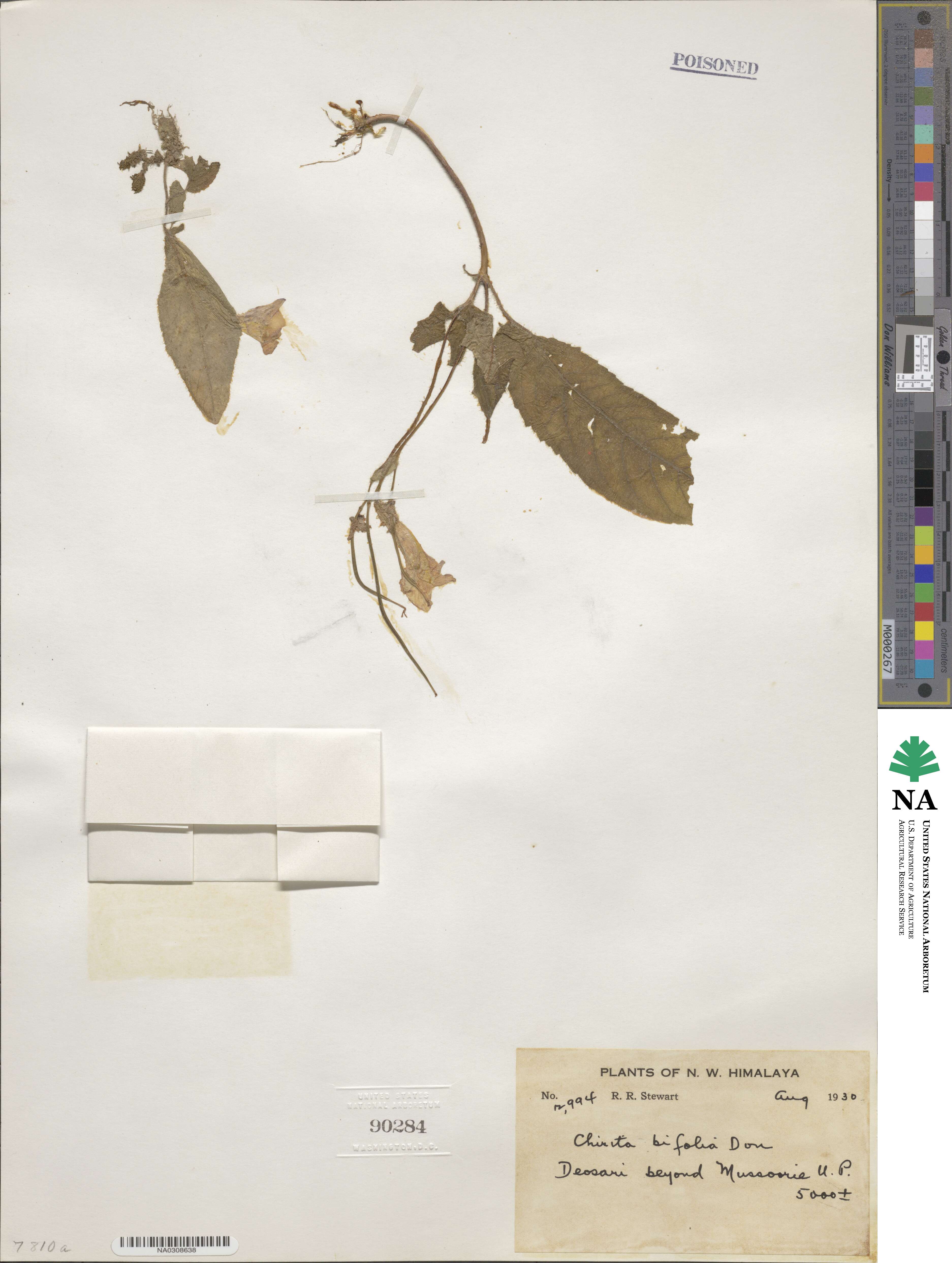 Henckelia bifolia image