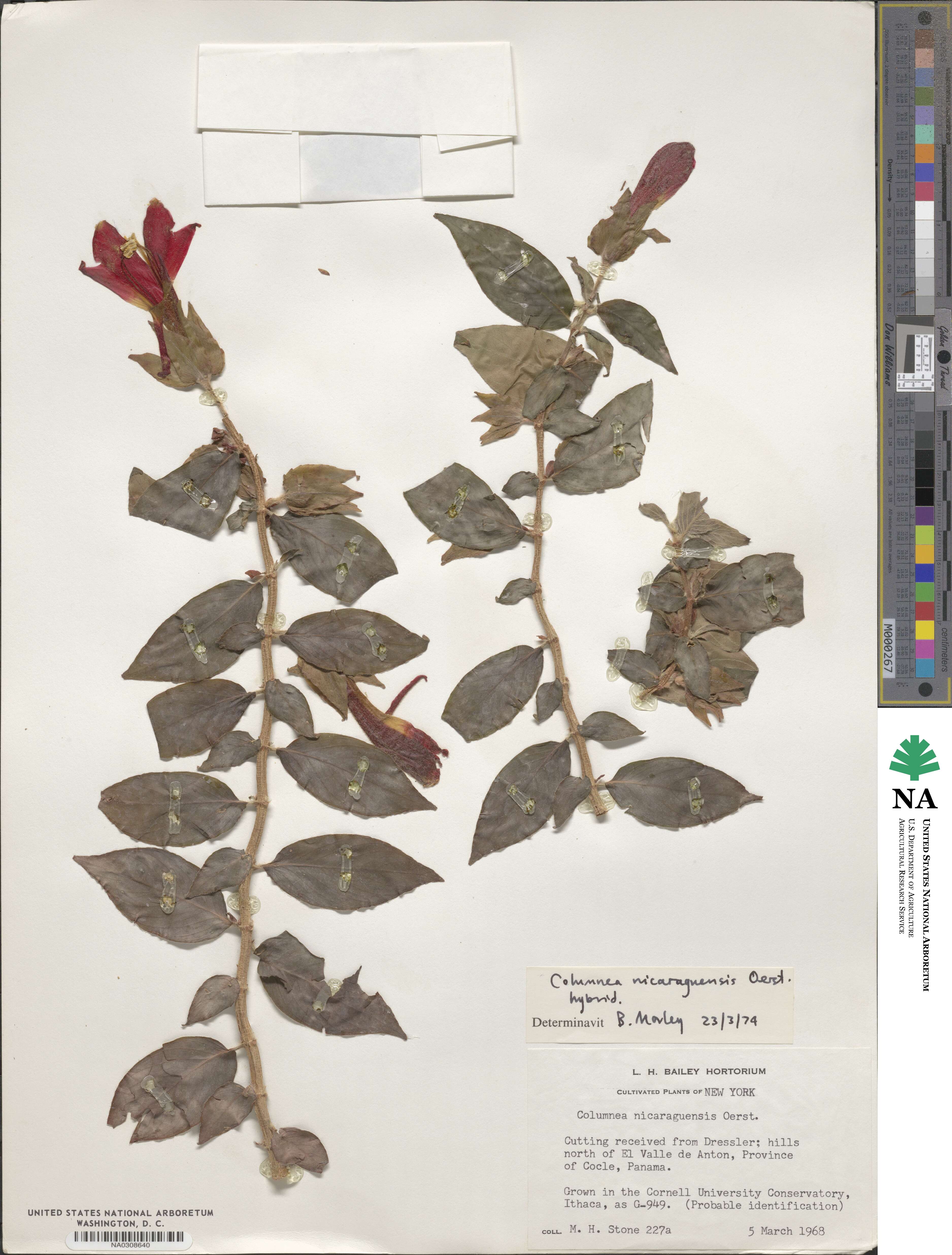 Columnea nicaraguensis image