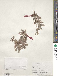 Image of Columnea hirta