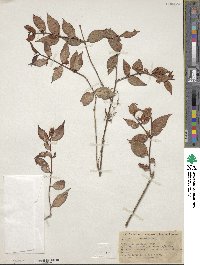 Media resource of Codonanthe gracilis