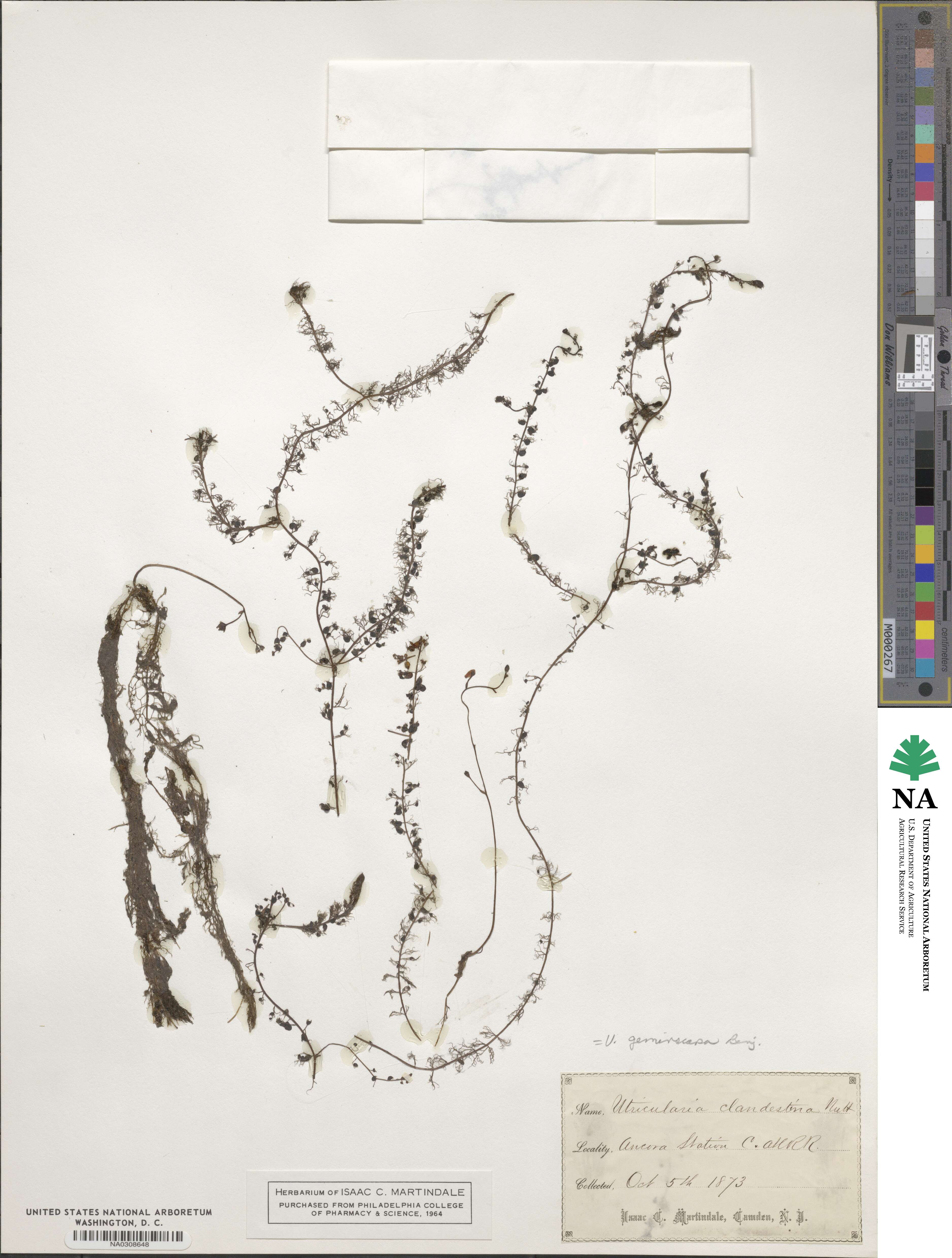 Utricularia geminiscapa image