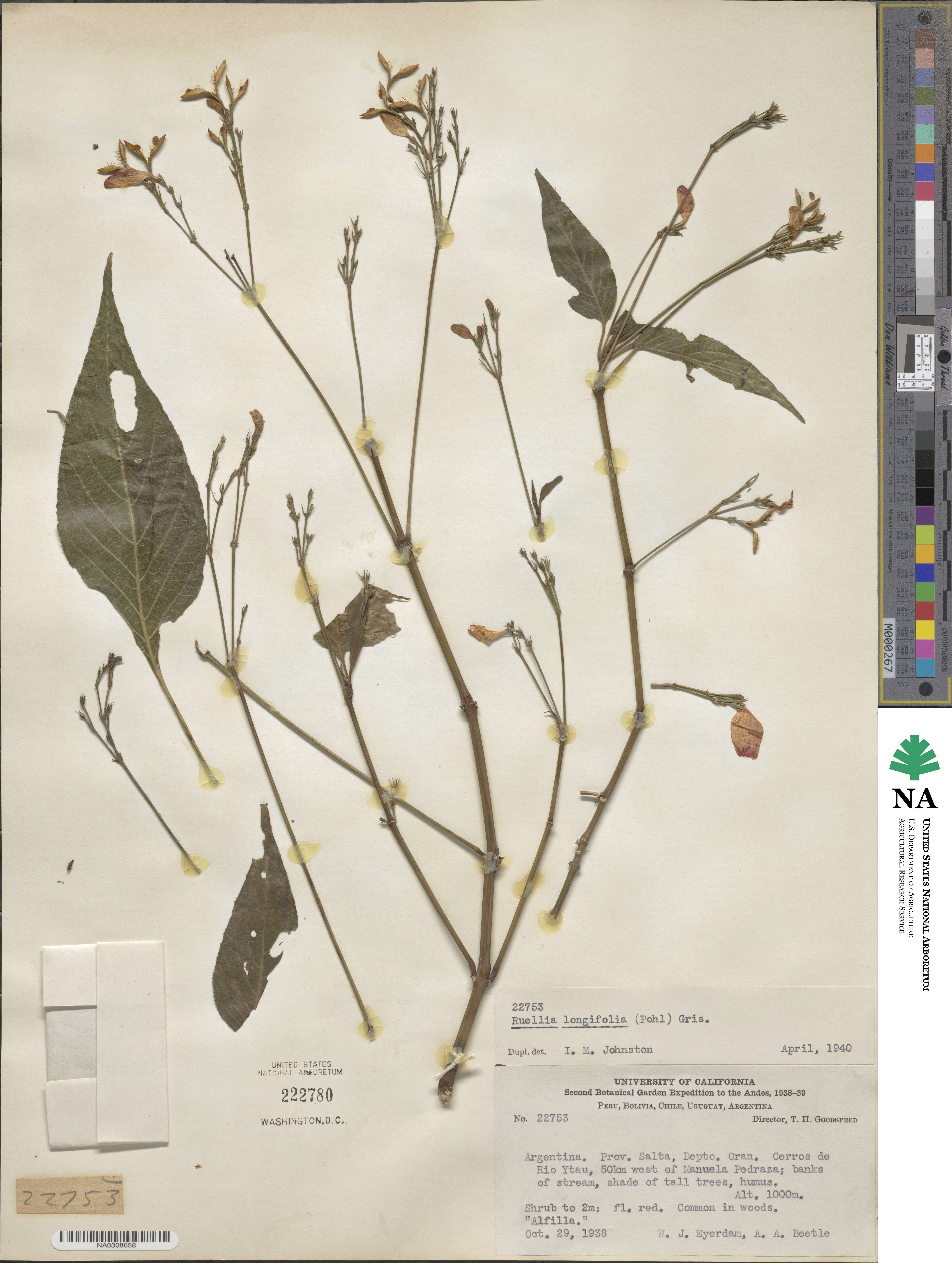 Ruellia longifolia image