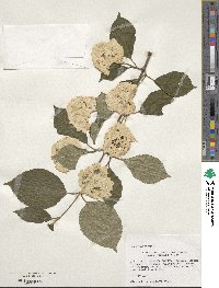 Viburnum plicatum image