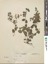 Lonicera hispidula image