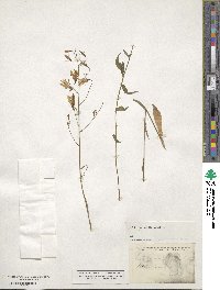 Campanula patula image