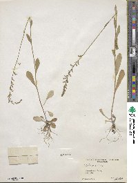 Lobelia spicata image