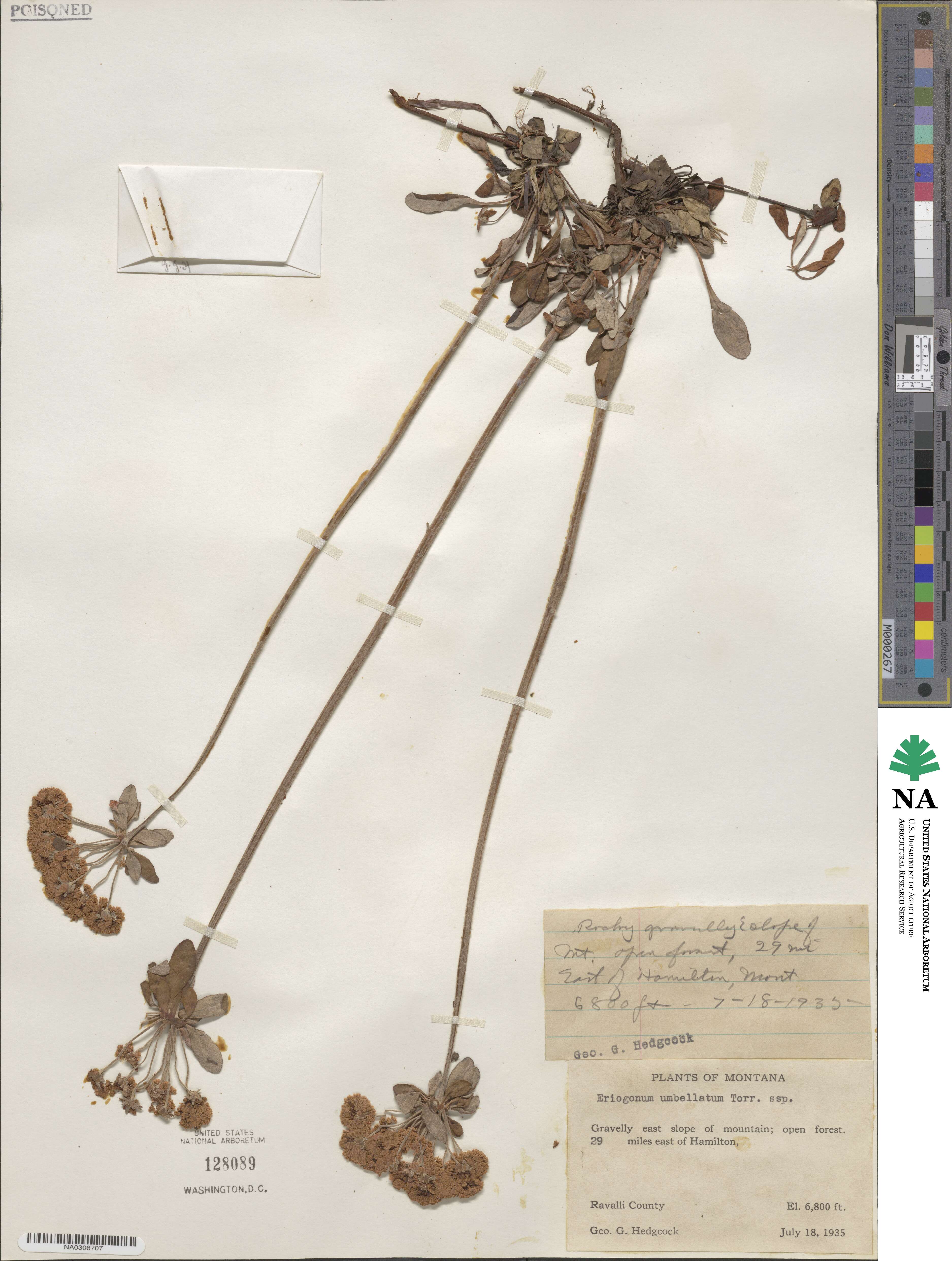 Eriogonum umbellatum image