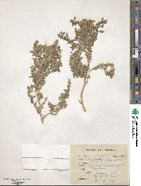 Amaranthus polygamus image