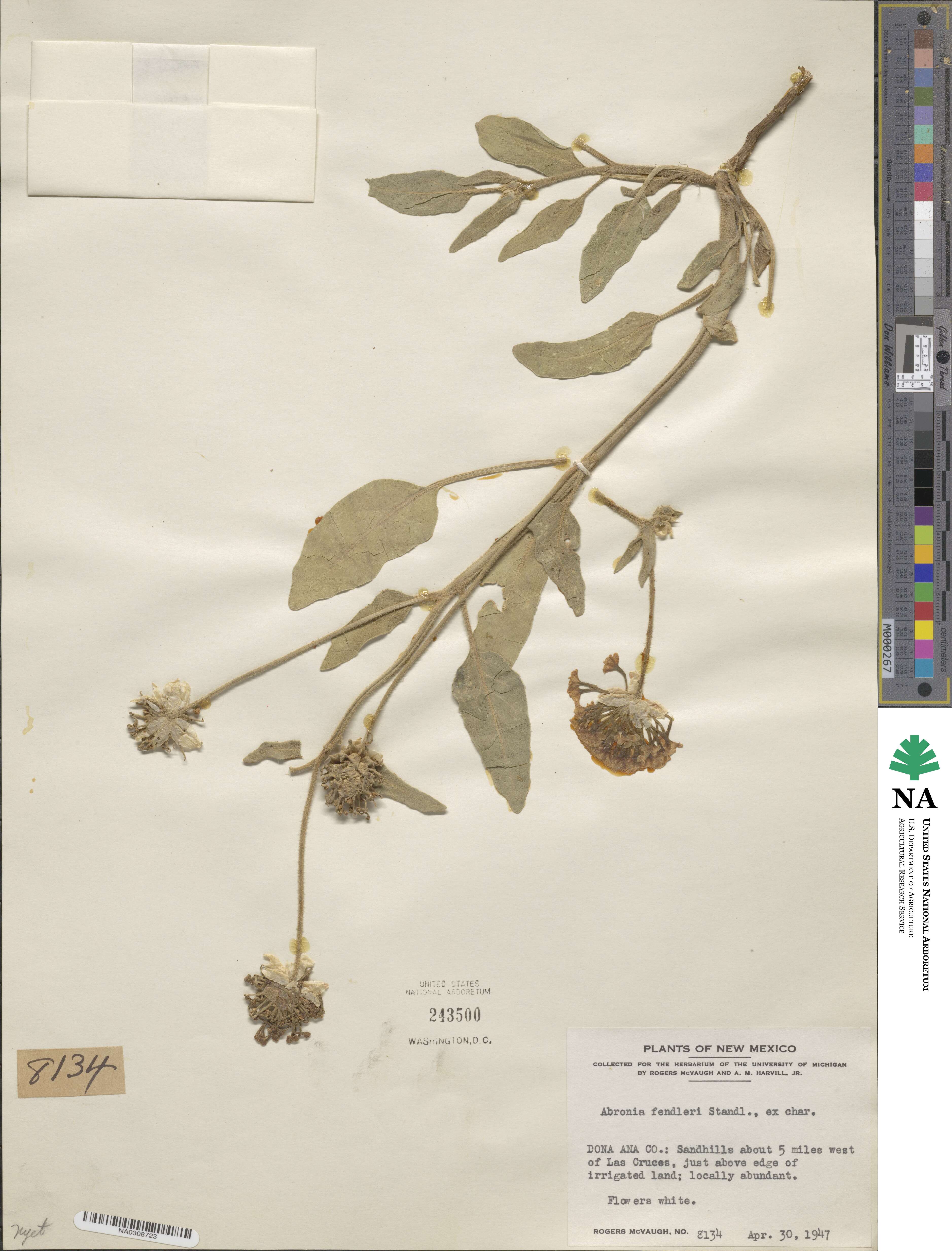 Abronia ammophila image