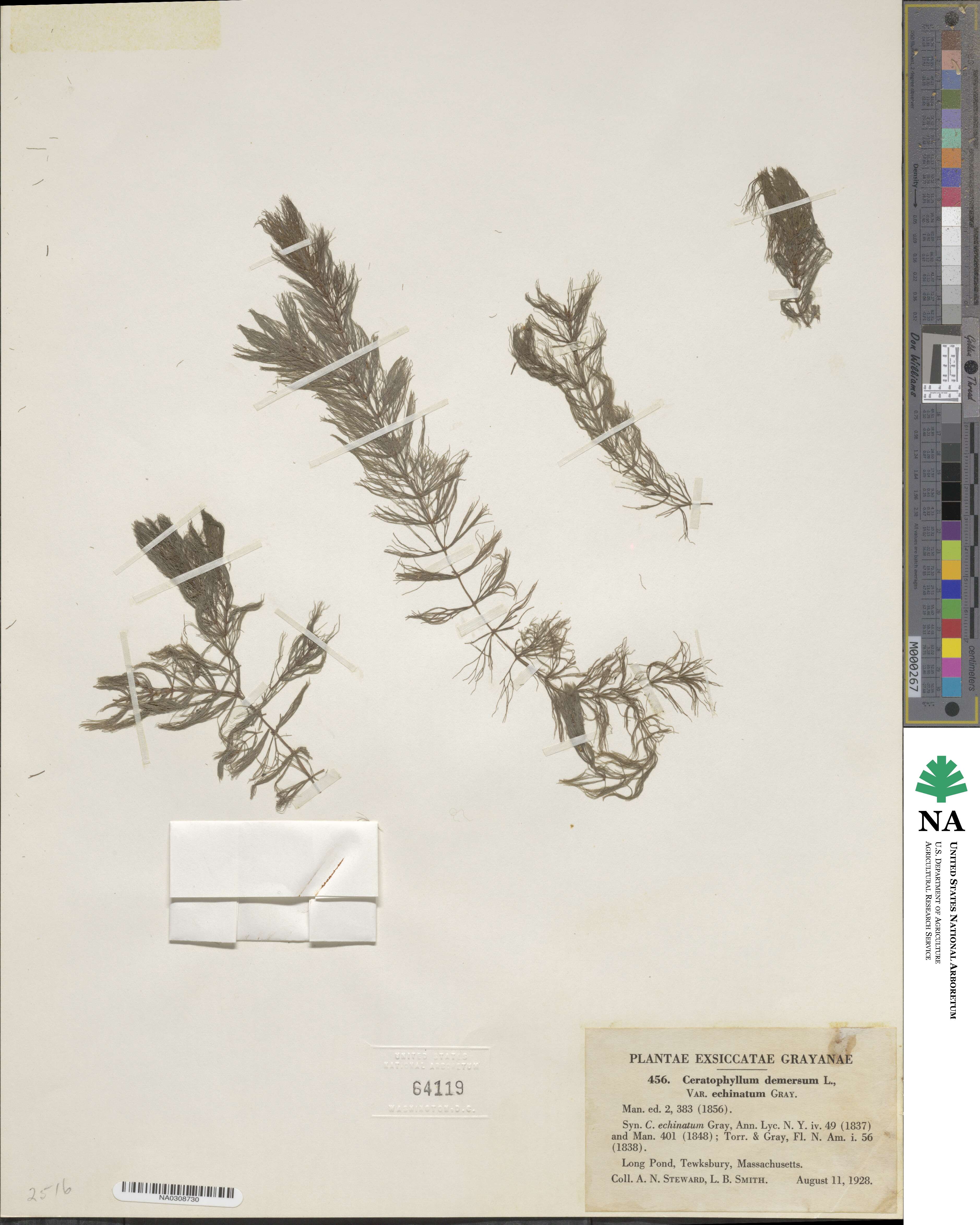 Ceratophyllum echinatum image